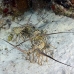 lobster_spiny_caribbean_gul_wc_h_0033_tci1465.jpg